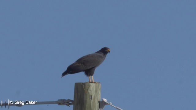 Kara Yengeç Şahini (anthracinus/utilensis) - ML201834701