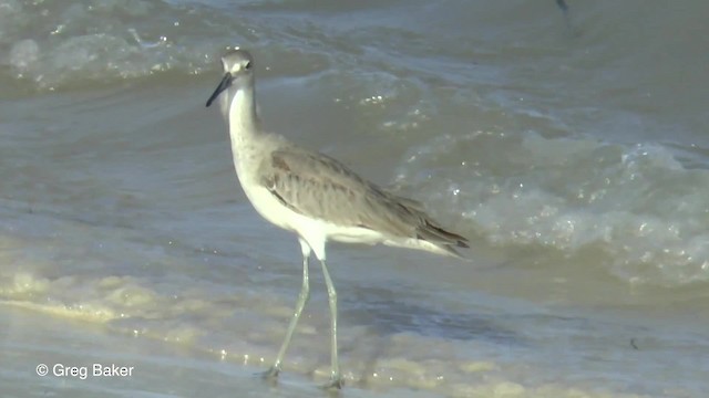 Playero Aliblanco (inornata) - ML201834711