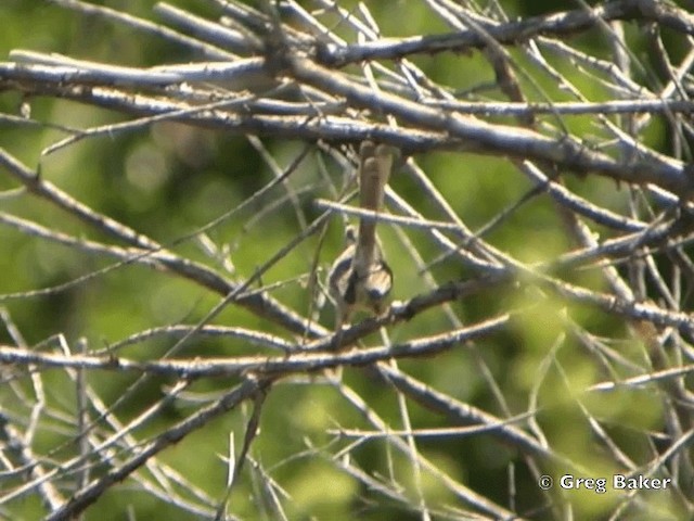 Prinia du Karoo - ML201834731