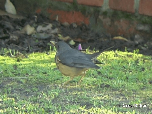 Olive Thrush - ML201834741