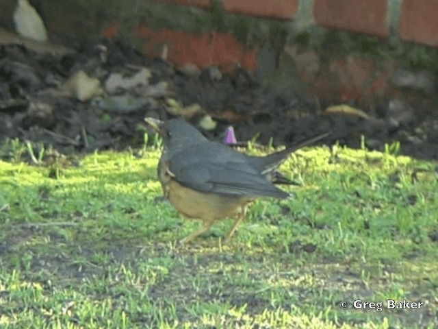 Olive Thrush - ML201834741