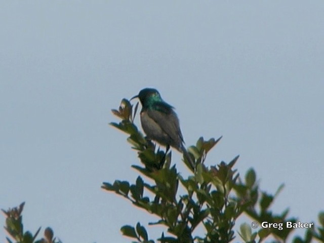 Southern Double-collared Sunbird - ML201834791