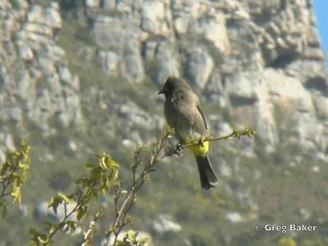 Bulbul du Cap - ML201834801