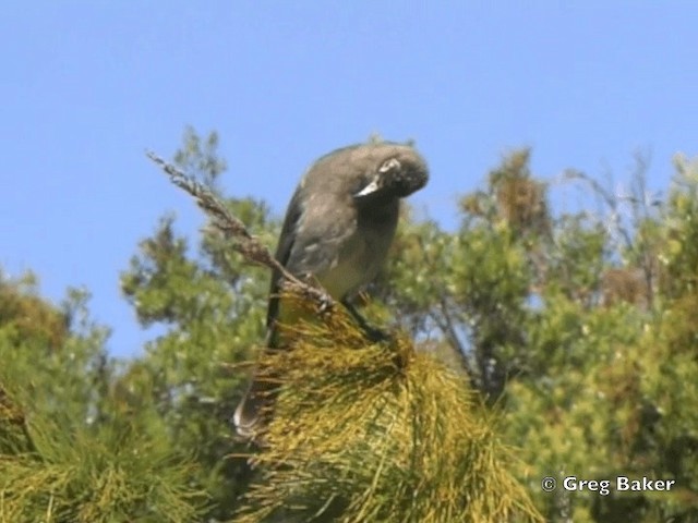 Cape Bulbul - ML201834811