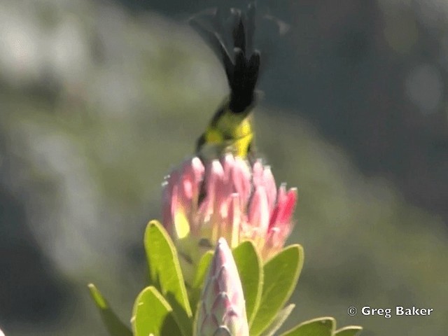 cukernatka kapská - ML201834821