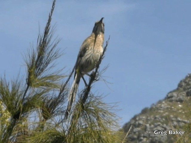 Cape Sugarbird - ML201834831