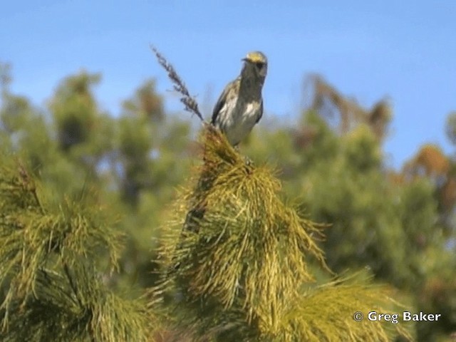 cukernatka kapská - ML201834841