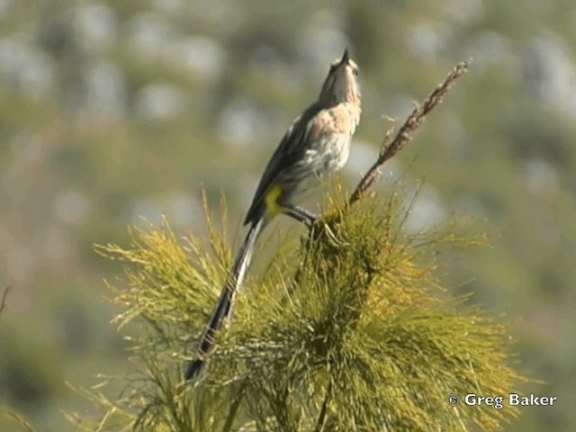 Kaphonigvogel - ML201834851