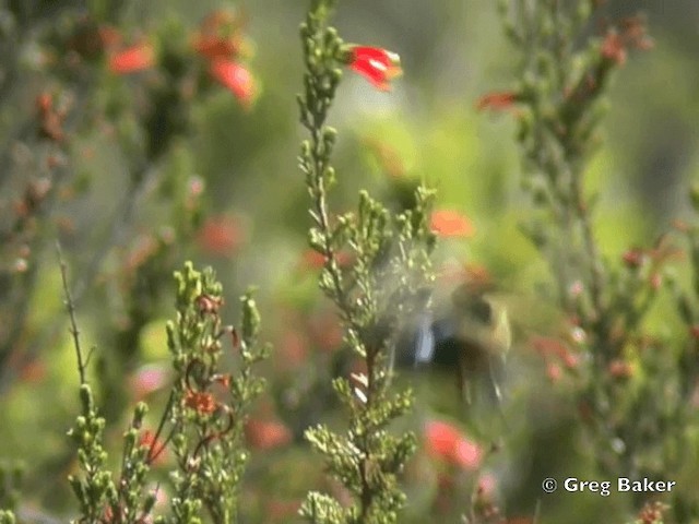 Orange-breasted Sunbird - ML201834861