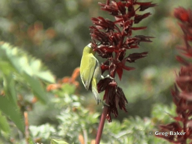 kappbrillefugl (capensis) - ML201834891