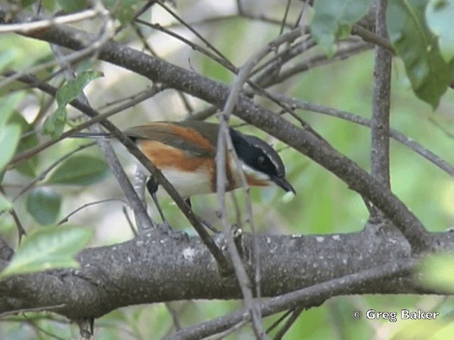 Kapschnäpper (capensis) - ML201834911