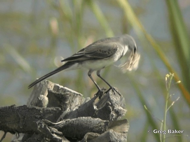 Lavandera de El Cabo - ML201834921