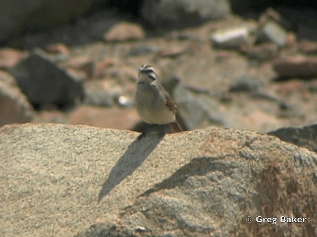 Cape Bunting - ML201834941