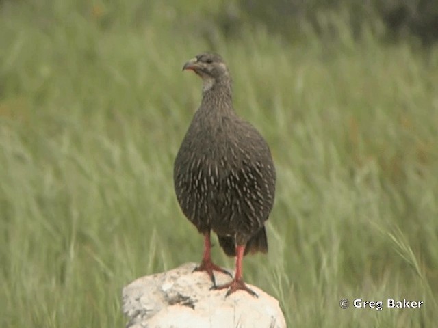 Cape Spurfowl - ML201834971