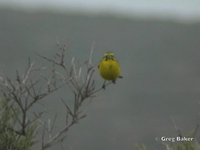 Yellow Canary - ML201834981