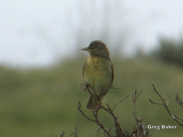 Cape Weaver - ML201835031