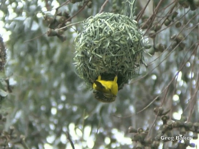 Cape Weaver - ML201835041