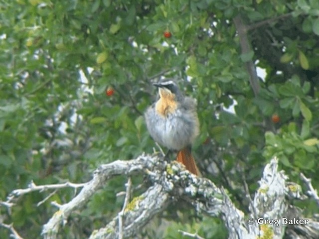 Cape Robin-Chat - ML201835091