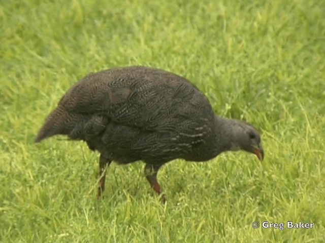 Cape Spurfowl - ML201835111