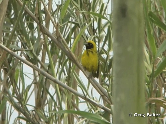 Southern Masked-Weaver - ML201835121