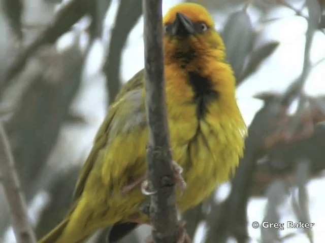 Cape Weaver - ML201835131