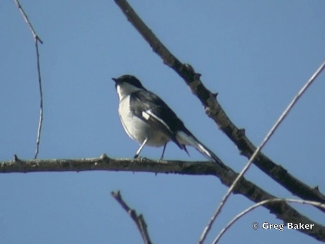 Fiscal Flycatcher - ML201835171