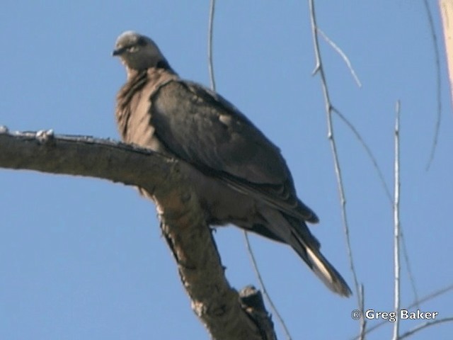 Red-eyed Dove - ML201835181