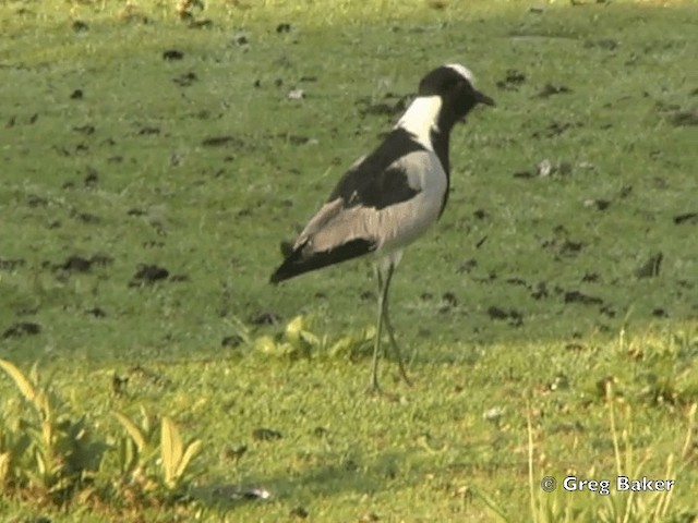 Blacksmith Lapwing - ML201835191