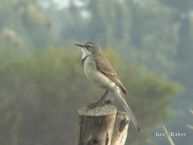 Cape Wagtail - ML201835201