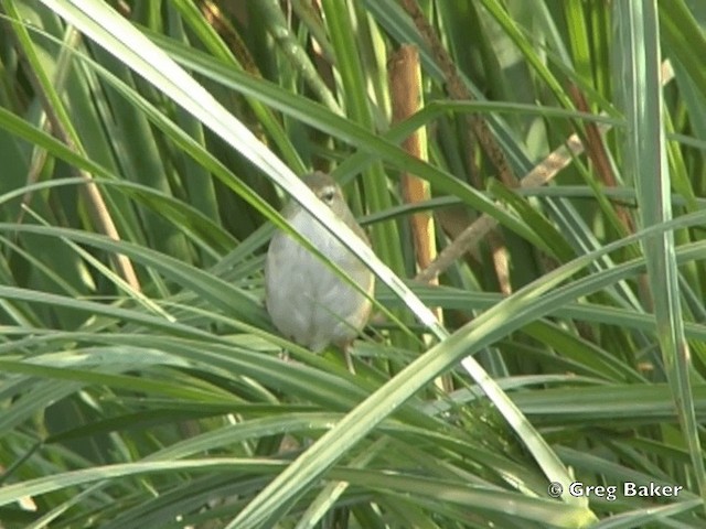 Little Rush Warbler - ML201835241