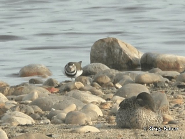 kulík třípásý (ssp. tricollaris) - ML201835251