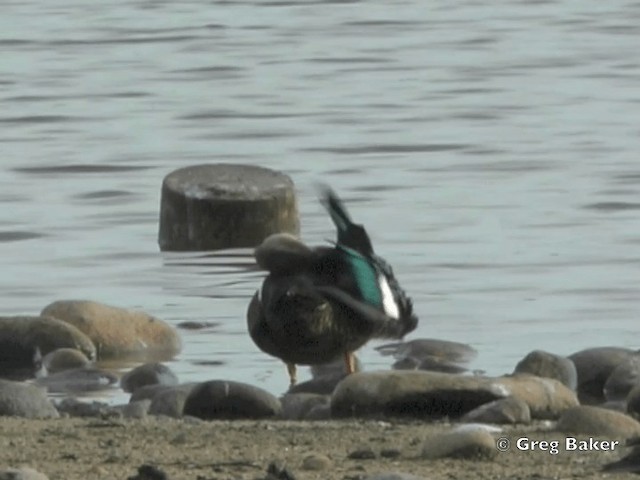 Cape Shoveler - ML201835261