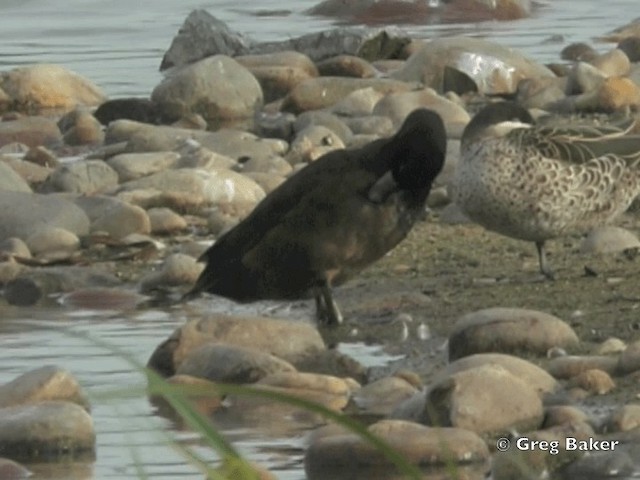 Southern Pochard - ML201835271