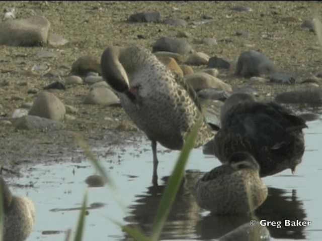 Canard à bec rouge - ML201835281