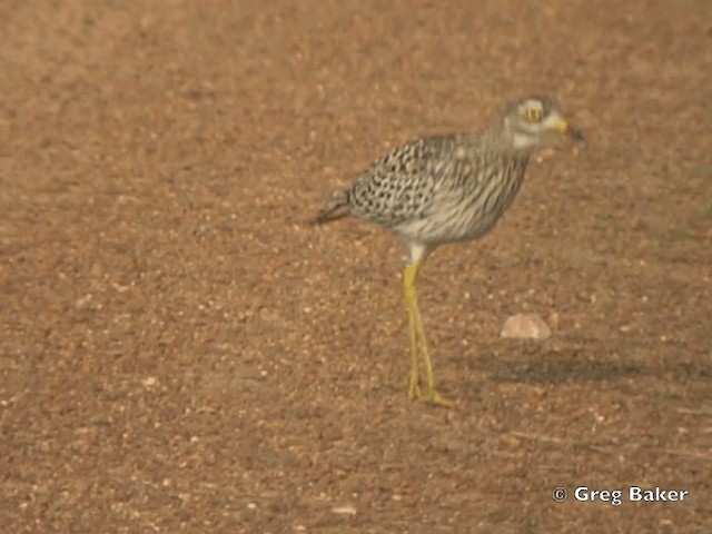 Alcaraván de El Cabo - ML201835301