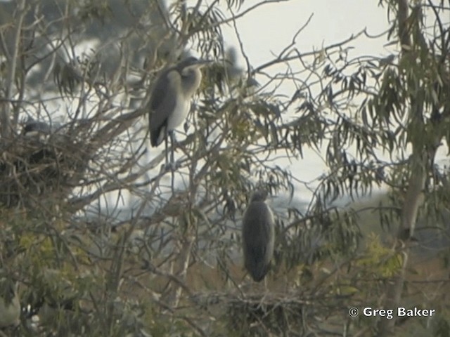 Garza Cabecinegra - ML201835321