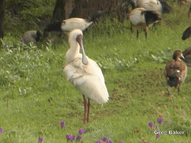 African Spoonbill - ML201835331