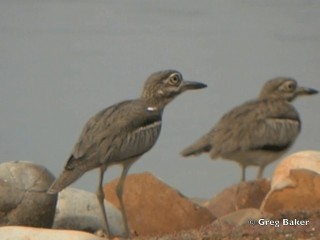 Water Thick-knee - ML201835341