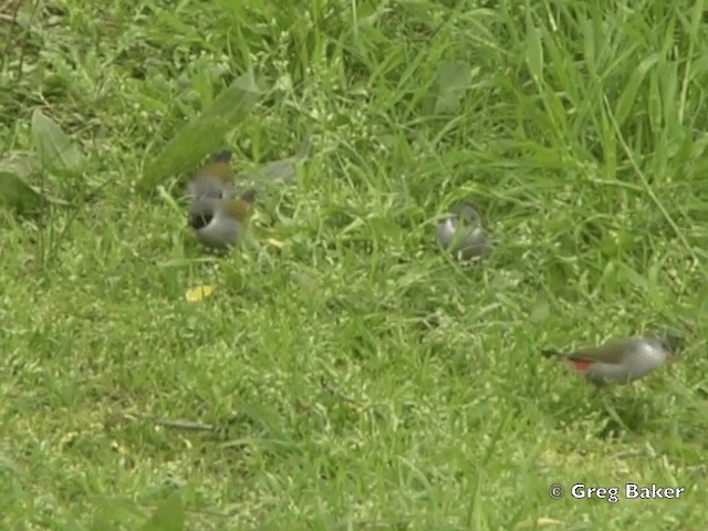 Swee Waxbill - ML201835351