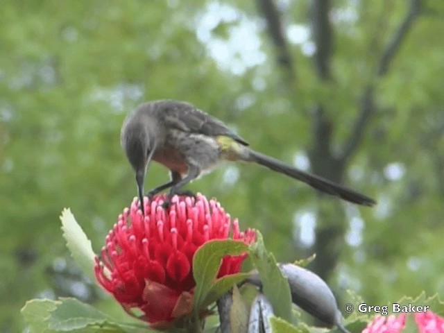 cukernatka kapská - ML201835381