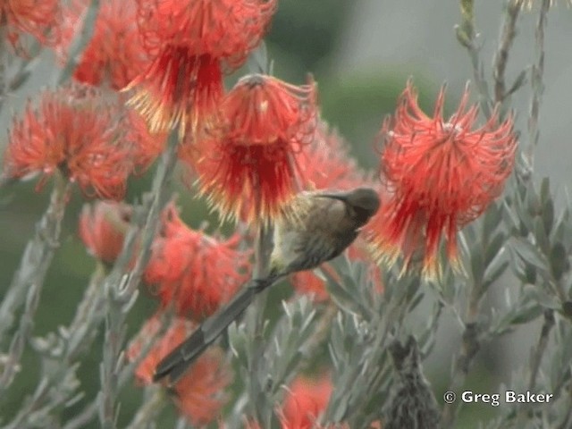 cukernatka kapská - ML201835401