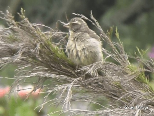 Streaky-headed Seedeater - ML201835421