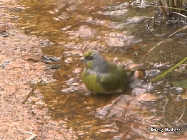 Serin du Cap - ML201835431