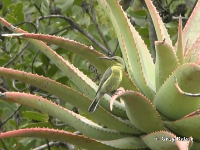 Malachite Sunbird - ML201835441