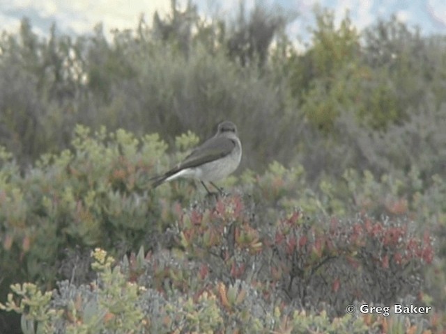 Traquet du Karoo - ML201835451