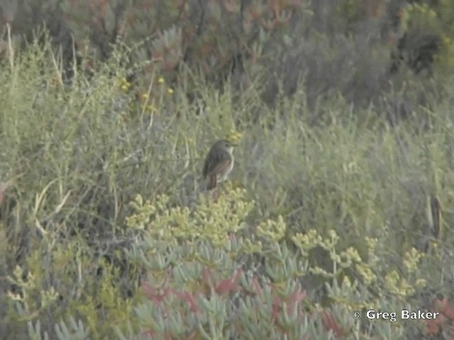 Gray-backed Cisticola (Red-headed) - ML201835461