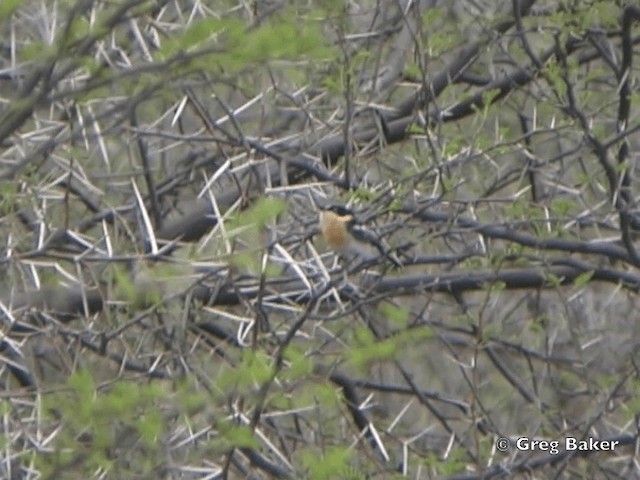 Priritschnäpper - ML201835481