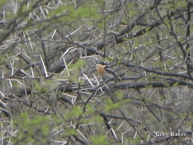 Приріт сіробокий - ML201835481