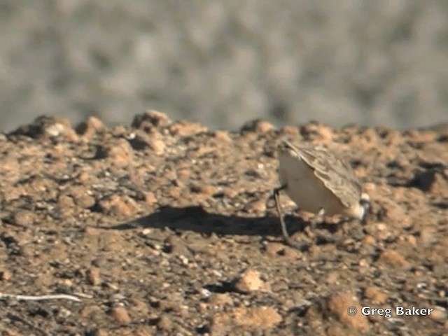 Hirtenregenpfeifer - ML201835531