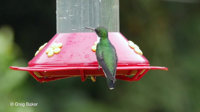 Colibri à gorge blanche - ML201835631